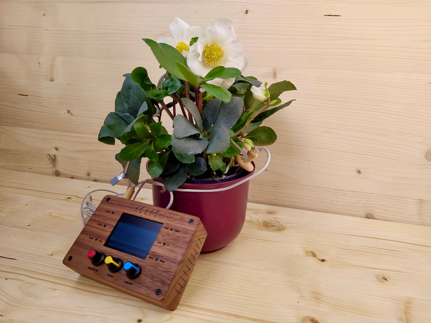TreeMuse (bald verfügbar!)