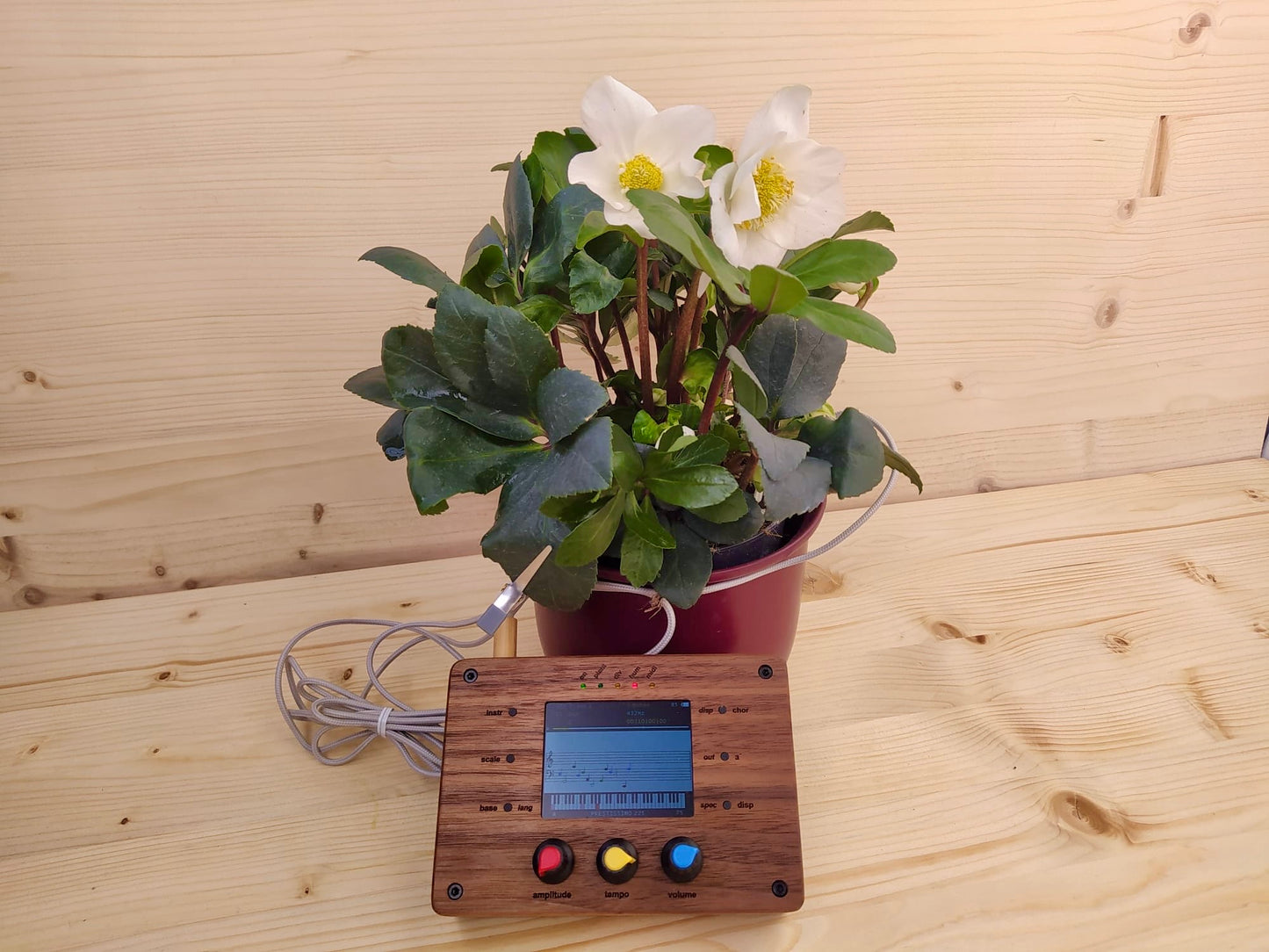 TreeMuse (bald verfügbar!)